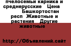 пчелосемьи карника и среднерусские › Цена ­ 7 000 - Башкортостан респ. Животные и растения » Другие животные   